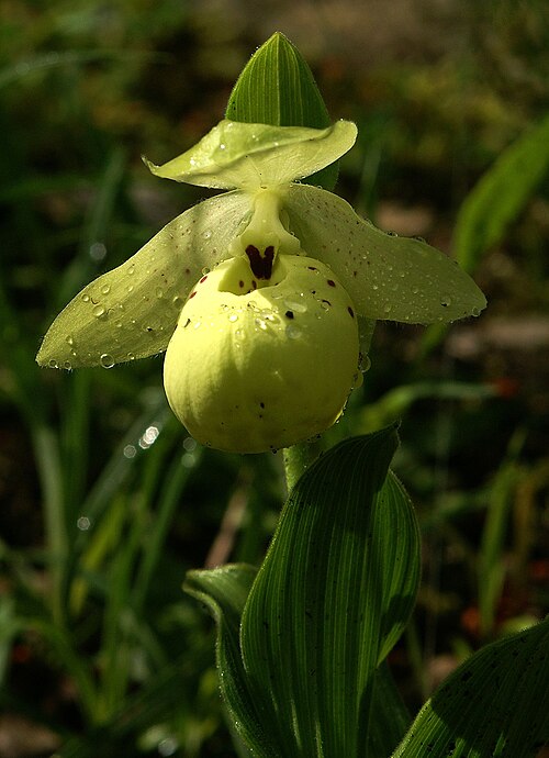 Yellow cypripedium: Cypripedium flavum