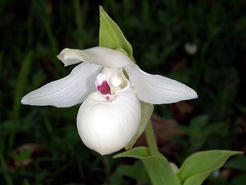 Yellow cypripedium: Cypripedium flavum