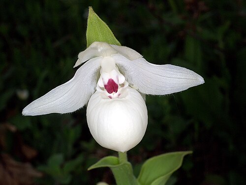 Yellow cypripedium: Cypripedium flavum