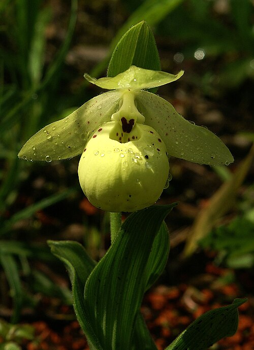 Yellow cypripedium: Cypripedium flavum
