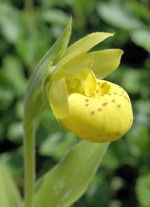 Yellow cypripedium: Cypripedium flavum