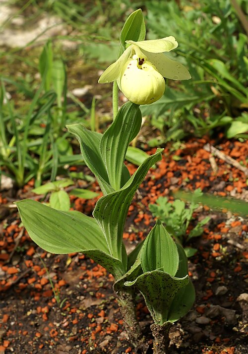 Yellow cypripedium: Cypripedium flavum