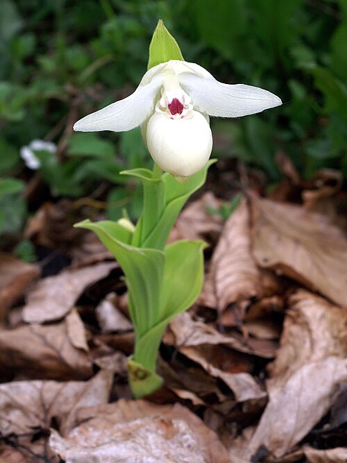 Yellow cypripedium: Cypripedium flavum