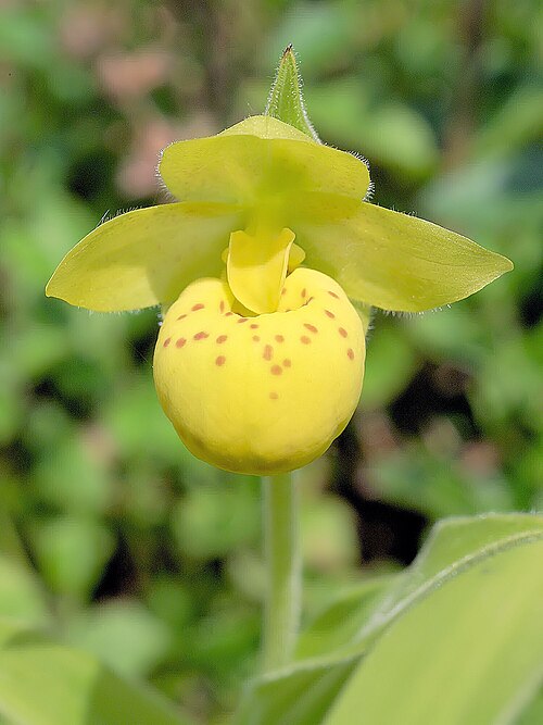 Yellow cypripedium: Cypripedium flavum