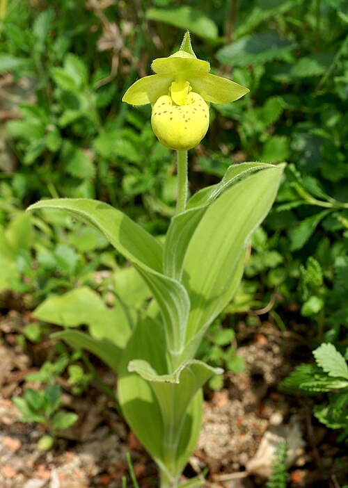 Yellow cypripedium: Cypripedium flavum