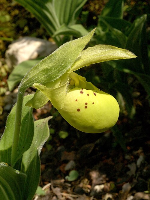 Yellow cypripedium: Cypripedium flavum