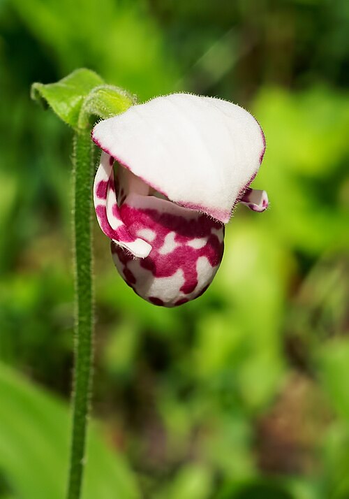 Spotted Lady's slipper: Cypripedium guttatum