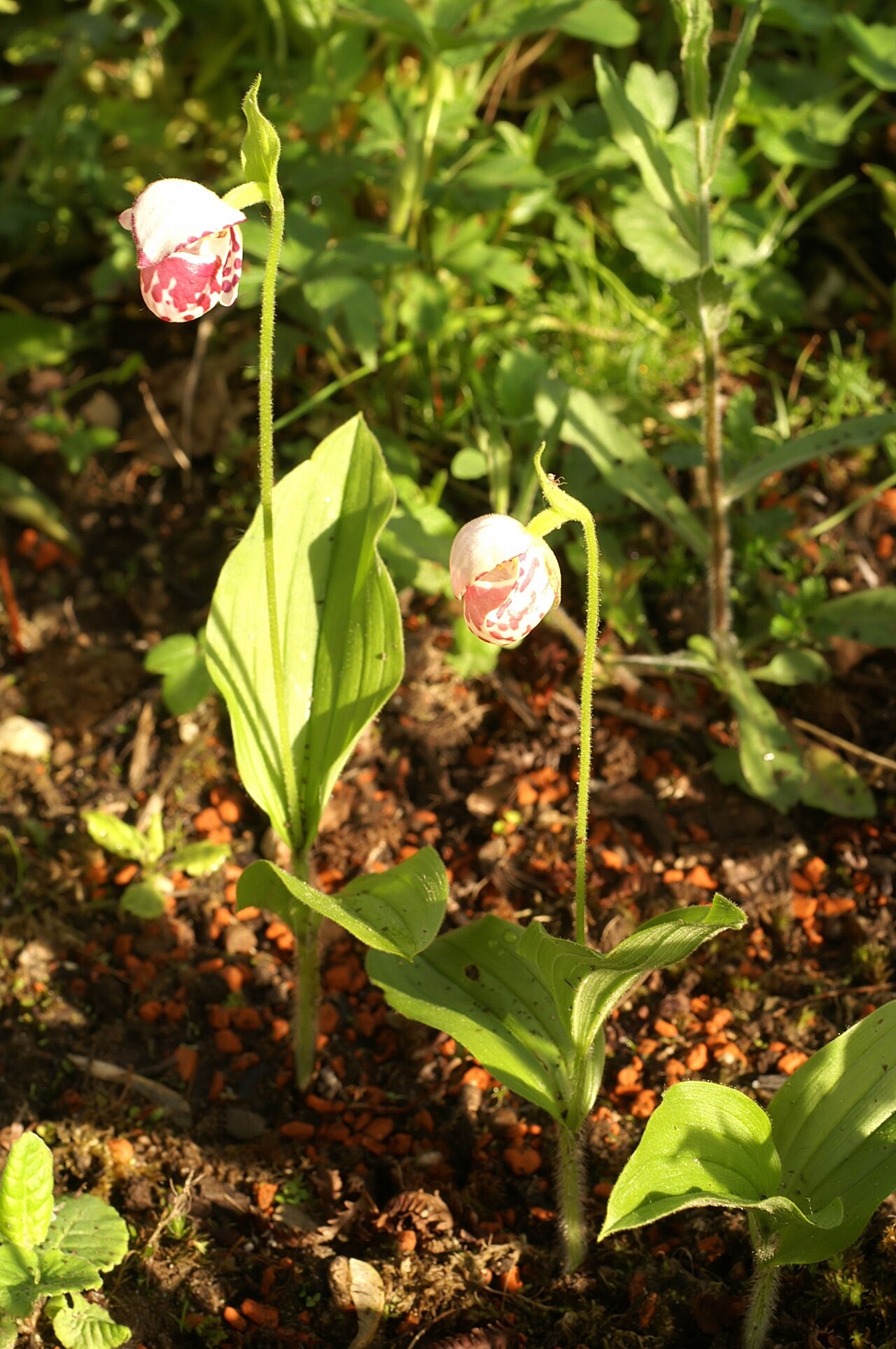 Spotted Lady's slipper: Cypripedium guttatum