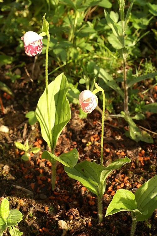Spotted Lady's slipper: Cypripedium guttatum