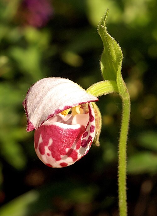 Spotted Lady's slipper: Cypripedium guttatum