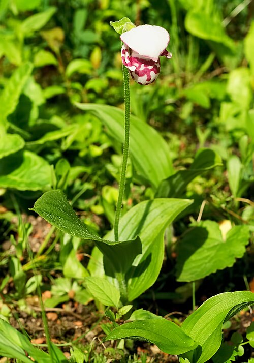 Spotted Lady's slipper: Cypripedium guttatum