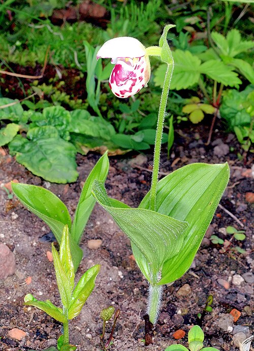 Spotted Lady's slipper: Cypripedium guttatum