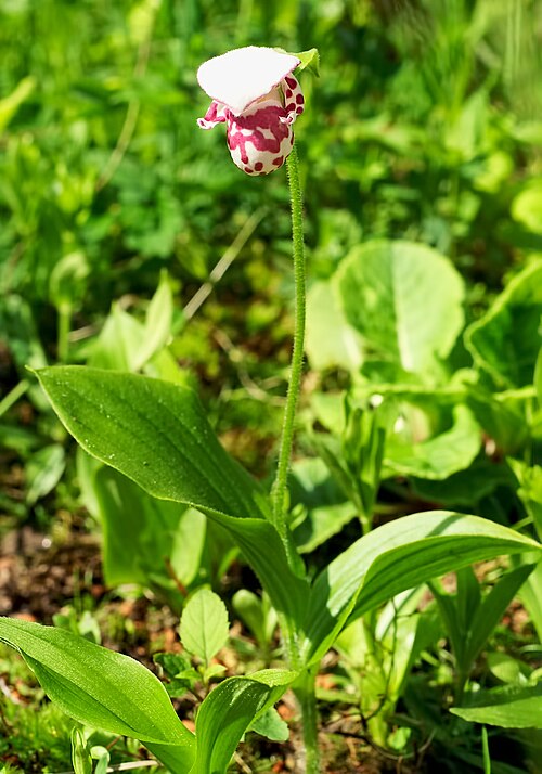 Spotted Lady's slipper: Cypripedium guttatum