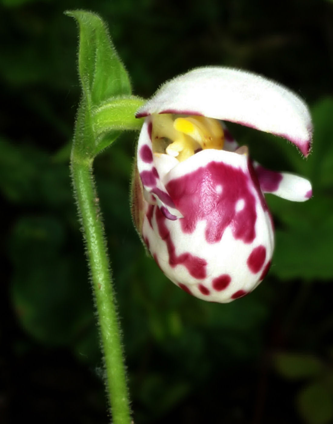 Spotted Lady's slipper: Cypripedium guttatum