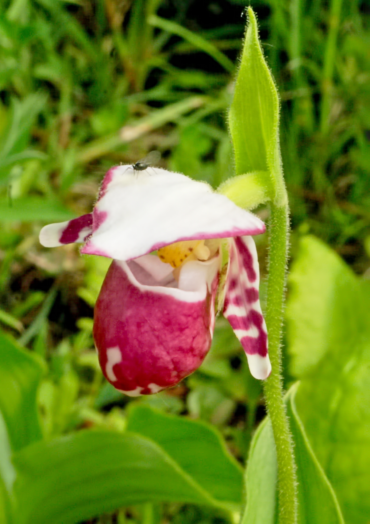 Spotted Lady's slipper: Cypripedium guttatum