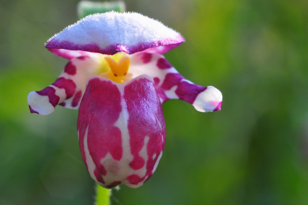 Spotted Lady's slipper: Cypripedium guttatum