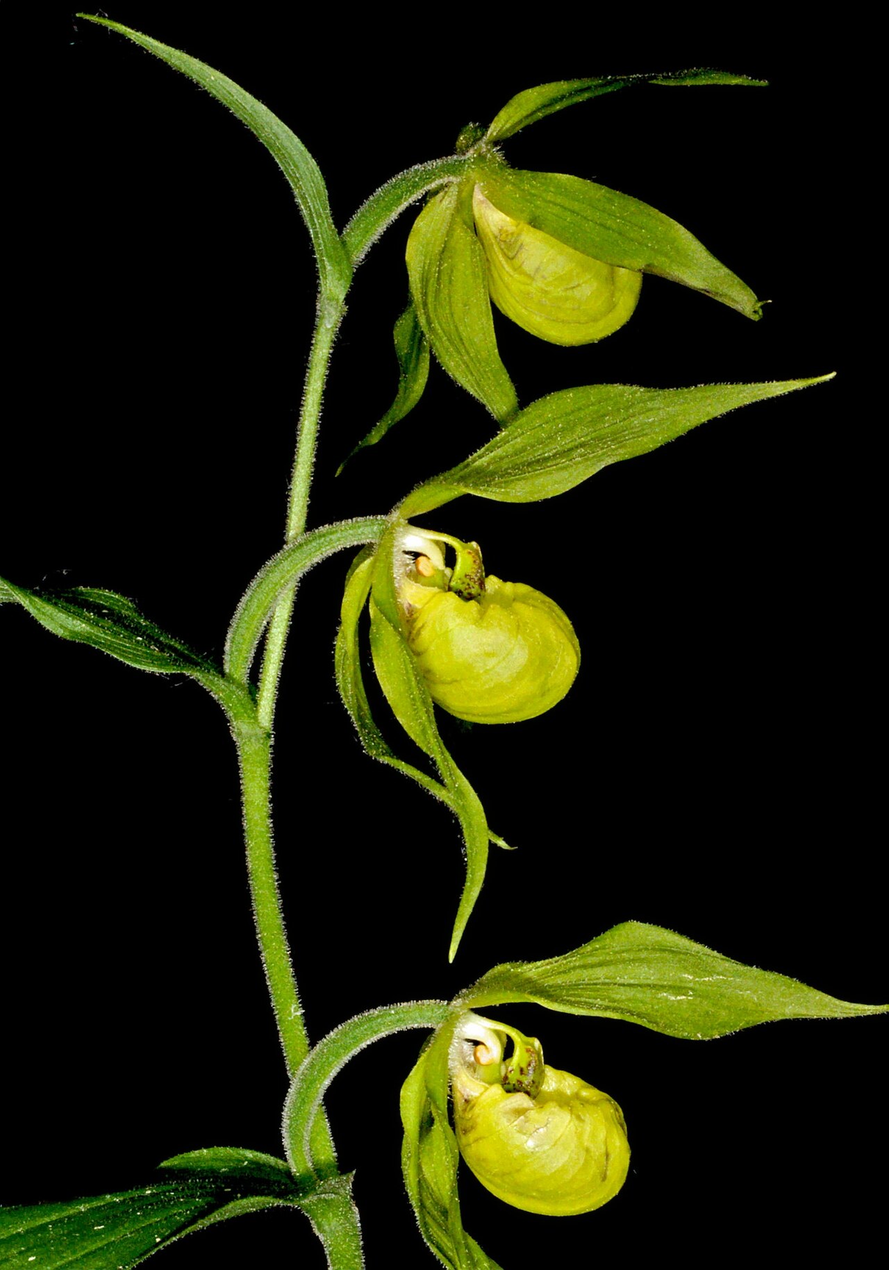 Henry's cypripedium: Cypripedium henryi