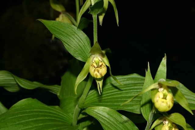 Henry's cypripedium: Cypripedium henryi