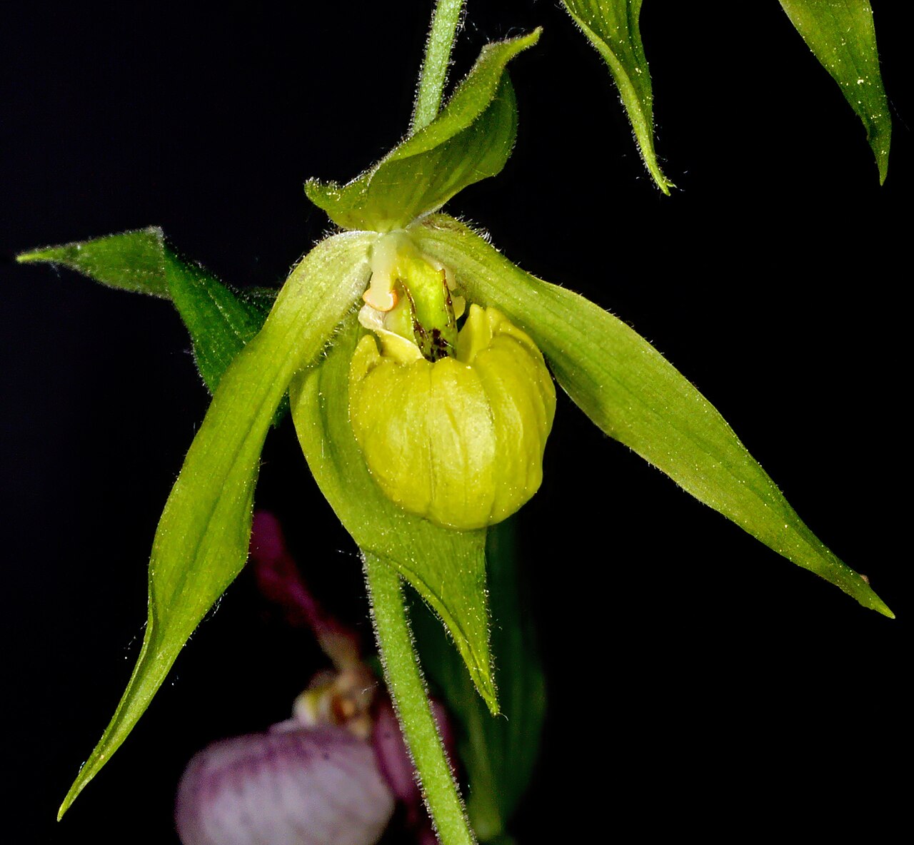 Henry's cypripedium: Cypripedium henryi