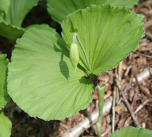Korean ladyslipper: Cypripedium japonicum in Suzuka Mountains, Inabe, Mie prefcture Japan.