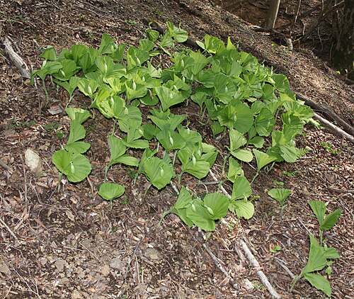 Korean ladyslipper: Cypripedium japonicum in Suzuka Mountains, Inabe, Mie prefcture Japan.