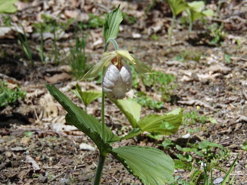 Korean ladyslipper (Cypripedium japonicum)