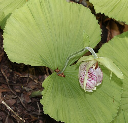 Korean ladyslipper: Cypripedium japonicum Thunb., in Gero Gifu prefecture , Japan .