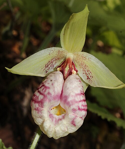 Korean ladyslipper: Cypripedium japonicum Thunb., in Gero, Gifu prefecture , Japan .