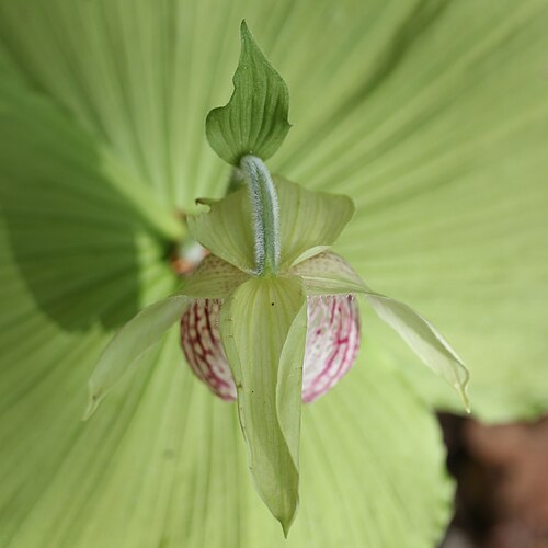 Korean ladyslipper: Cypripedium japonicum Thunb., in Gero Gifu prefecture , Japan .