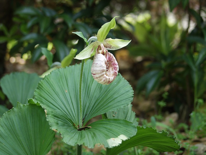 Korean ladyslipper: Cypripedium japonicum Thunb.