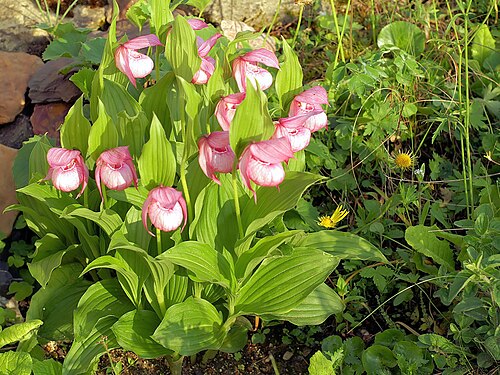 Large-flowered cypripedium: Cypripedium macranthos