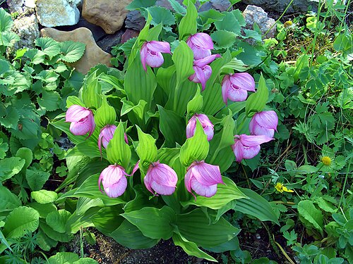 Large-flowered cypripedium: Cypripedium macranthos