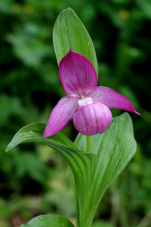 Large-flowered cypripedium: Cypripedium macranthon