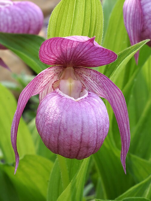 Large-flowered cypripedium: Cypripedium macranthos