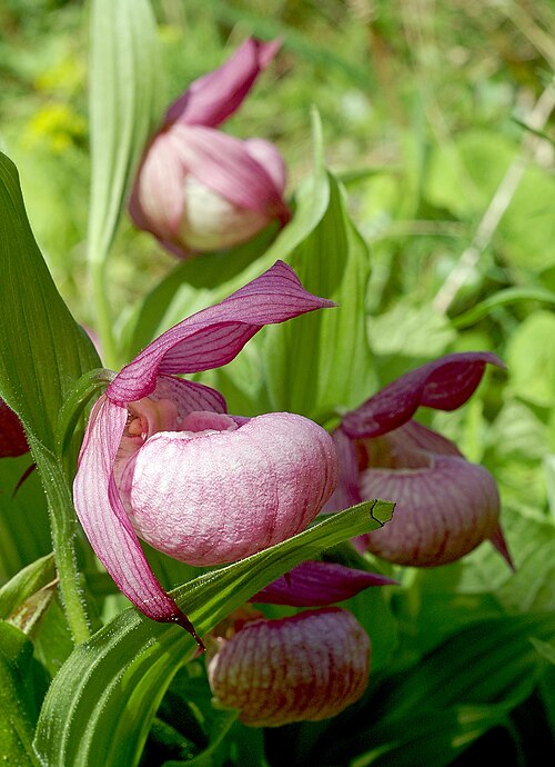 Large-flowered cypripedium: Cypripedium macranthos