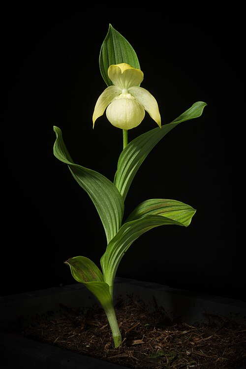 Large-flowered cypripedium: SECTION Cypripedium SUBSECTION Macrantha Lifeform: Rhizome geophyte Distribution: E. Belarus to Temp. E. Asia (14 BLR RUC RUE RUN 30 ALT BRY IRK KRA TVA WSB YAK
