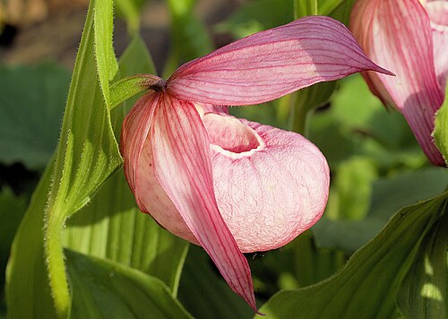 Large-flowered cypripedium: Cypripedium macranthos