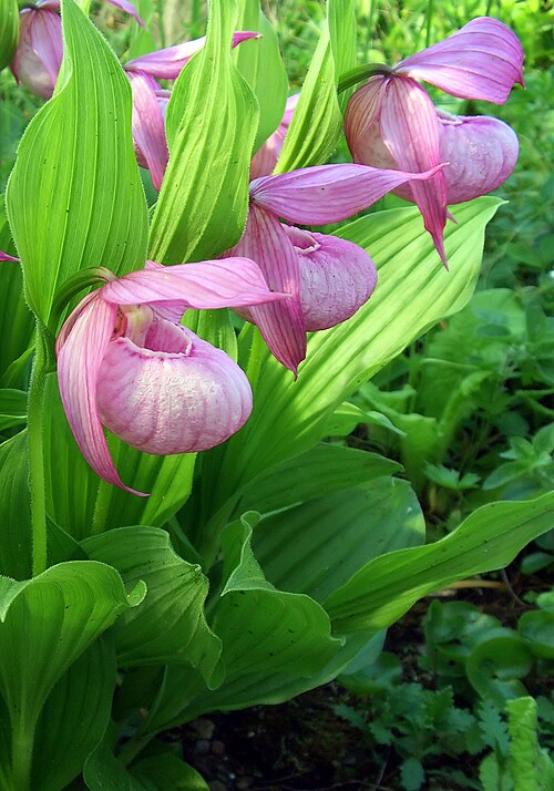 Large-flowered cypripedium: Cypripedium macranthos