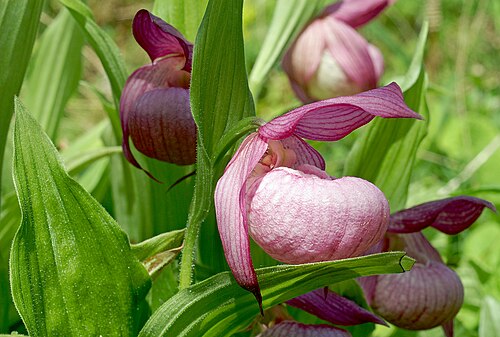 Large-flowered cypripedium: Cypripedium macranthos