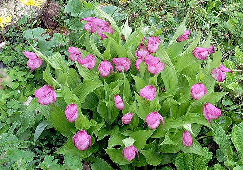 Large-flowered cypripedium: Cypripedium macranthos
