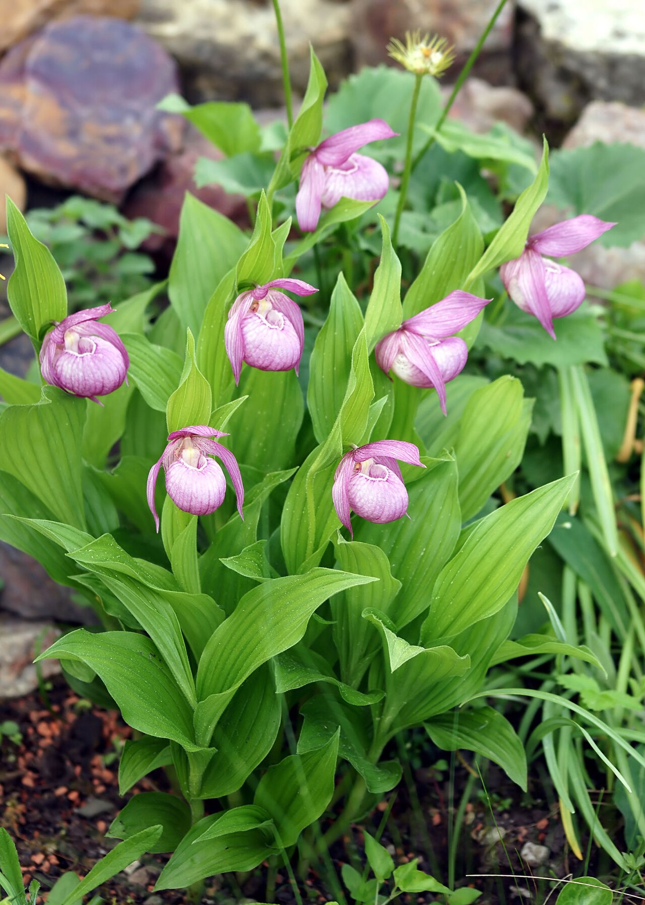 Large-flowered cypripedium: Cypripedium macranthos