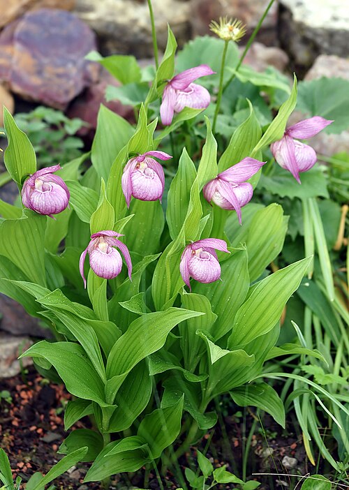 Large-flowered cypripedium: Cypripedium macranthos