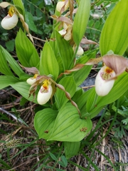 Mountain lady's slipper (Cypripedium montanum)