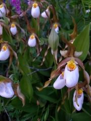 Mountain lady's slipper (Cypripedium montanum)