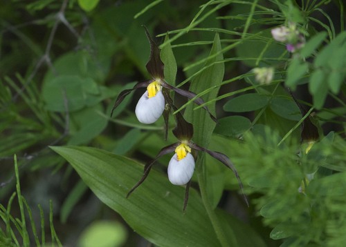 Mountain lady's slipper (Cypripedium montanum)