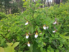 Mountain lady's slipper (Cypripedium montanum)