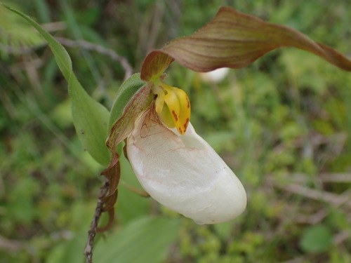Mountain lady's slipper (Cypripedium montanum)