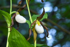 Mountain lady's slipper (Cypripedium montanum)