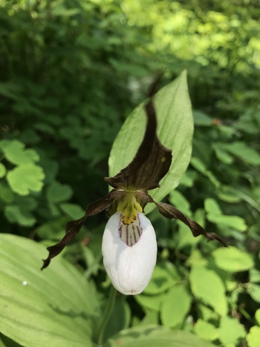 Mountain lady's slipper (Cypripedium montanum)