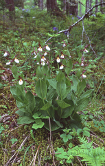 Mountain lady's slipper (Cypripedium montanum)